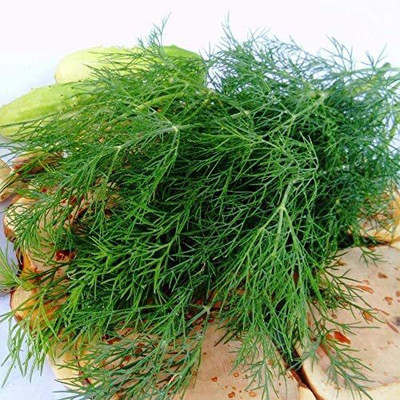 CYBEXIS GBPUT-61 - Non-GMO Dill - (250 Seeds) Seed(250 per packet)