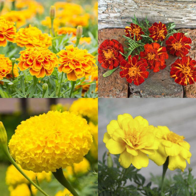 AMAJIT Marigold flower seeds Home Gerdening,Genda mix flower seeds Seed(30 per packet)