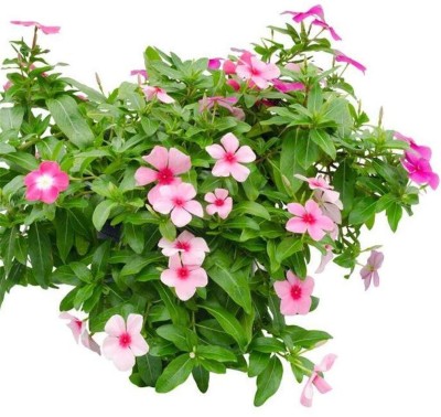 Qualtivate NDIR-119 Vinca Rosea Seeds Seed(50 per packet)