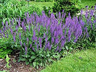 Aywal Star Red Salvia Flower Seed(30 per packet)