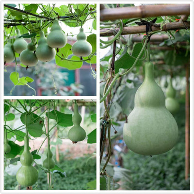 CYBEXIS PAU-28 - Ornamental Birdhouse Bottle Gourd - (100 Seeds) Seed(100 per packet)