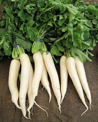 CYBEXIS Daikon White Radish600 Seeds Seed(600 per packet)