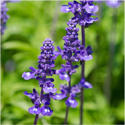 VibeX XLL-86 - Sapphire Blue Sage - (1350 Seeds) Seed(1350 per packet)