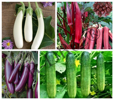 R-DRoz NSI Combo Vegetables Seeds - Brinjal White, Brinjal Purple, Okra Red & Cucumber Seed(95 per packet)