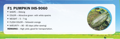 VibeX F1 PUMPKIN IHS-9060(100 Seeds) Seed(100 per packet)