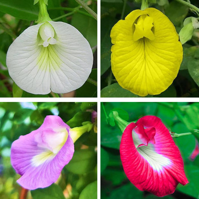 abiswas Aparajita Seeds Mixed Color Pack Blue, Pink, White Double & Single Petals Seed(25 per packet)