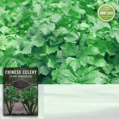Qualtivate PAU-265 Chinese Celery Kintsai Leaf Celery Seed(500 per packet)