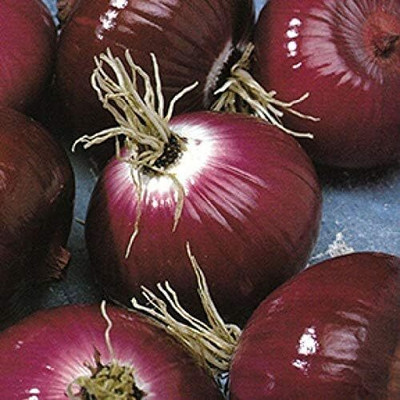 Qualtivate HYB-3A Italian Red Round Onion Seeds Seed(500 per packet)