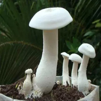 MAA Mushroom Seed(110 per packet)