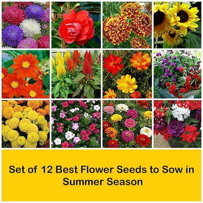 WILLVINE Set of 12 Best Flower Seeds to Sow in Summer Season Seed(700 per packet)