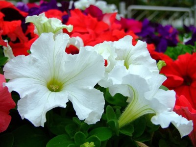 ario Petunia Double Flower Seeds F1 Hybrid Multicolor For Home Gardening Seed(36 per packet)