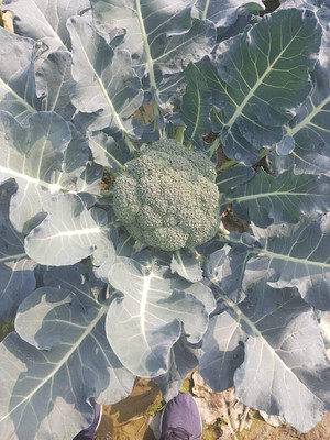 CYBEXIS ATS-84 - Diccio Broccoli - (1350 Seeds) Seed(1350 per packet)