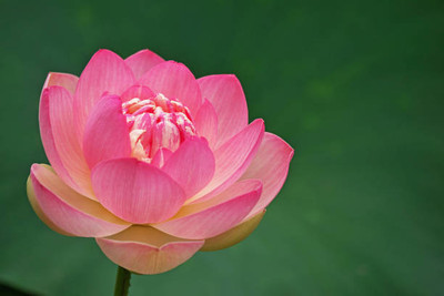 Jessica lotus,kamal gatta Seed(11 per packet)