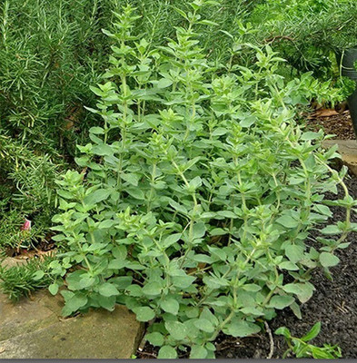 TERIZED OREGANO – ITALIAN Seed(100 per packet)