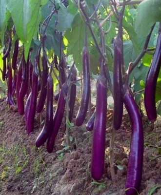 Quentova Brinjal-HQ Seed(400 per packet)