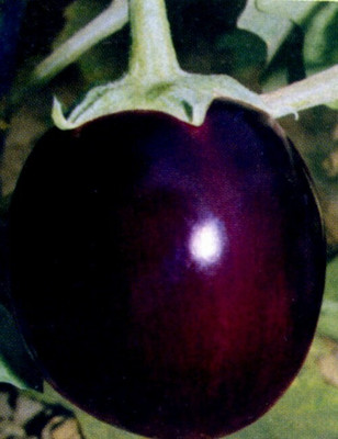 CEZIUS Easy Growing Round Brinjal-a20P Seed(450 per packet)