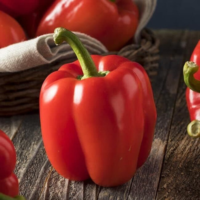 KNESSiN Heirloom King of The North Capsicum Vegetable Seeds for Garden-(100 Seeds) Seed(100 per packet)