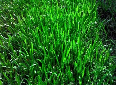 the green dotcom Sweet Sudan Fodder Grass For Cow Seed(5000 per packet)