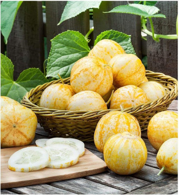 Qualtivate XXX-1A Cucumber Pickling Lemon Seed(300 per packet)