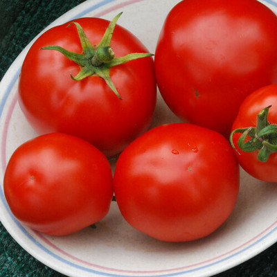 Quentova Tomato Red टमाटर-SWAT-11V Seed(300 per packet)