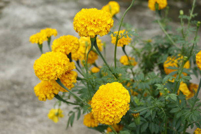 Chalisa Agencies marigold/gende ka phool flower seeds Seed(50 per packet)