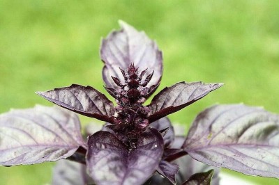 Qualtivate LXI-19 Basil Red Rubin Seeds Seed(1000 per packet)