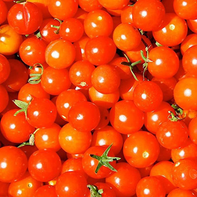KANAYA Tamatar Seed(10 per packet)