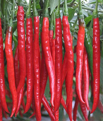 Qualtivate PUAS-8A Red Long Pepper Cayenne Chilli Seed(300 per packet)