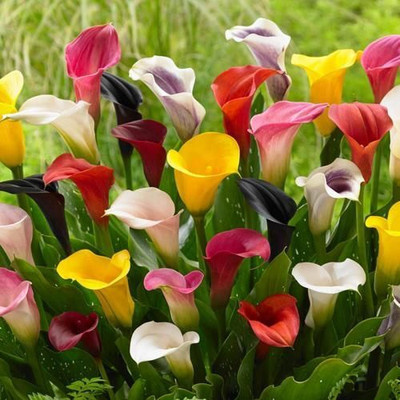 zabbus Calla lily Flower Bulbs for Winter Season Mixed Seed(2 per packet)