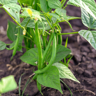 Arshiayat Bangladesi 12 Month Hybrid Beans-Cluster Beans-French Beans Seed(70 per packet)
