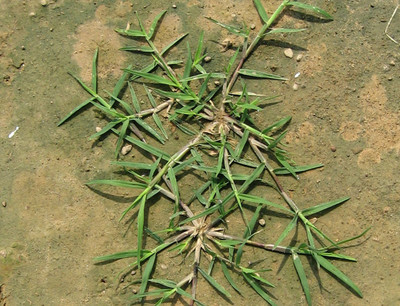 GREENSEA Lawn Grass/Bermuda Grass/Carpet Grass Seed(8000 per packet)