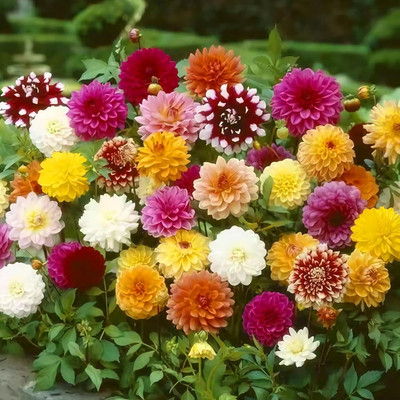 Qualtivate NDIR-167 Mix Dahlia Pompon Flower Seeds Mixed Color Seed(50 per packet)