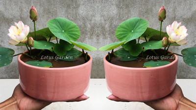 DEYS AGRO ™ mini lotus seeds,dwarf variety Seed(37 per packet)