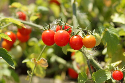 Aro tomato Seed(135 per packet)