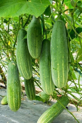 BSARKAR Cucumber seed Seed(20 per packet)
