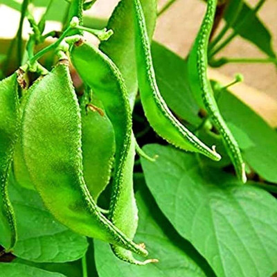 DIVINE BEANS Seed(100 per packet)