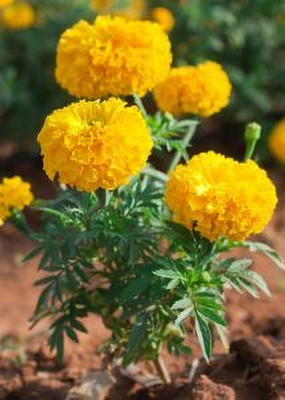 DEYS AGRO ™ AFRICAN mix color fi hybrid, marigold seeds, | gendha seeds for your home garden Seed(26 per packet)