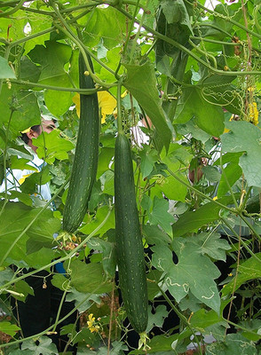 UGRA Turai,Tori/sponge Gourd Seed(400 per packet)