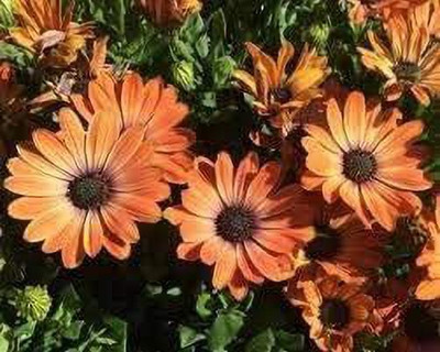 CYBEXIS Osteospermum Flower Seeds Seed(50 per packet)