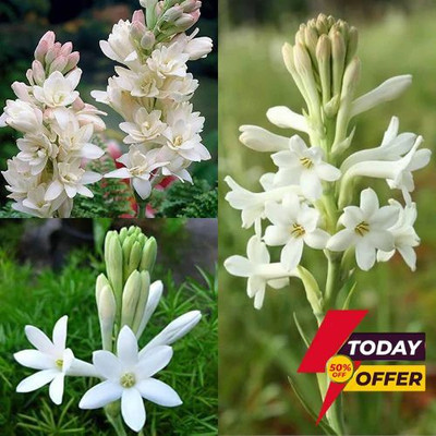 DEYS AGRO ™ rajnigandha plant seeds,mix hybrid rajanigandha flower Seed(8 per packet)