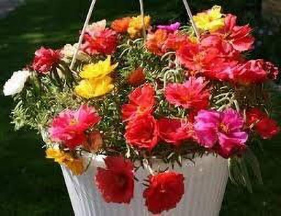 Aywal Portulaca (Mixed), 10 O Clock Seed(40 per packet)