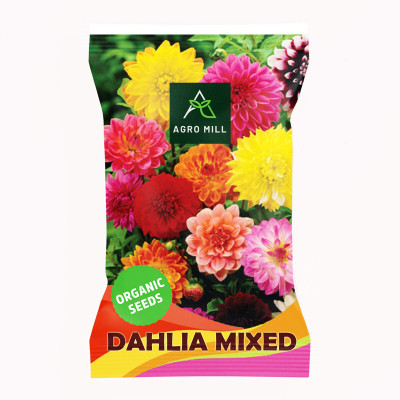 AGRO MILL DAHLIA MULTIFLORA DOUBLE MIXED PREMIUM QUALITY FLOWER Seed(20 per packet)