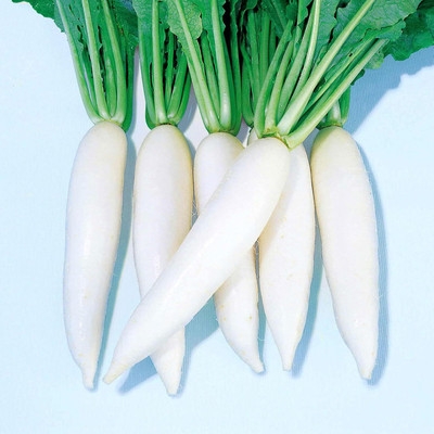 Qualtivate RES-6A Radish - Everest - Hybrid Seed(300 per packet)