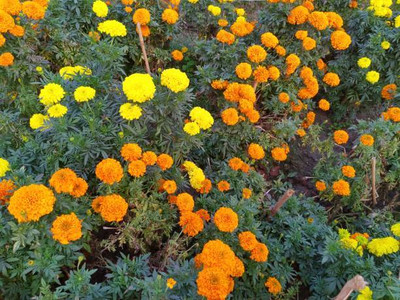 Shree Ganga Enterprise marigold/gende ka phool flower seeds Seed(75 per packet)
