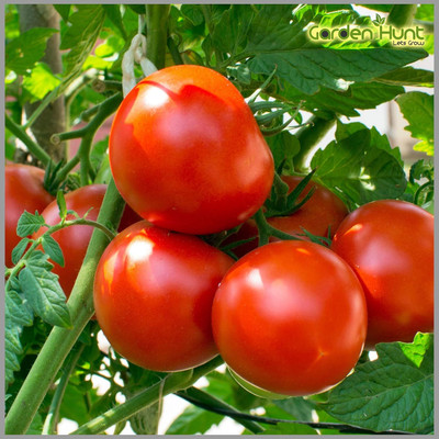 LPR TOMATOO,TAMATARR Seed(40 per packet)