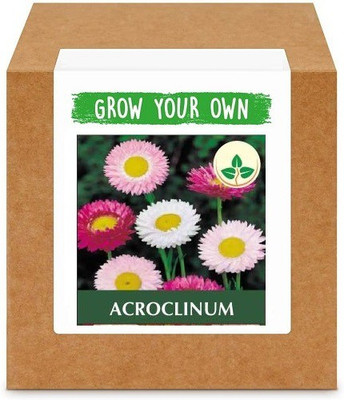 CYBEXIS Acroclinium400 Seeds Seed(400 per packet)