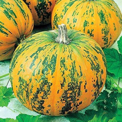 VibeX PAU-62 - Giant Pepitas Hybrid Pumpkin Rare - (300 Seeds) Seed(300 per packet)