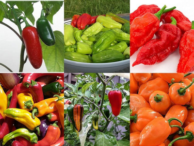 ibains Mixed chilli seeds Seed(35 per packet)