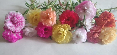 CRGO PORTULACA Seed(15 per packet)
