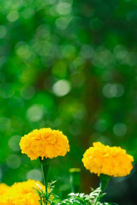 AGRYSO marigold/gende ka phool flower seeds Seed(75 per packet)